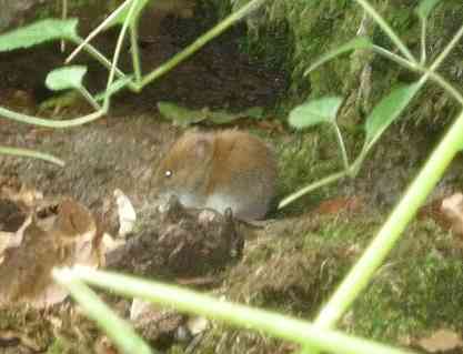 Jabberwocky Bild einer Maus